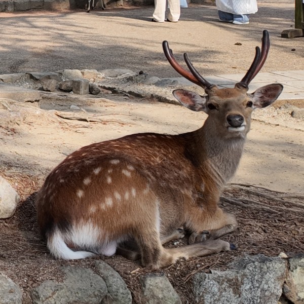 Me and a long horned deer