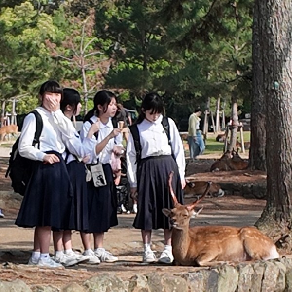 Deer and schoolgirls
