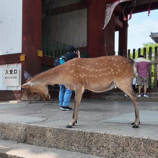 A bowing deer
