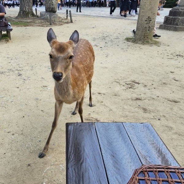 A young deer