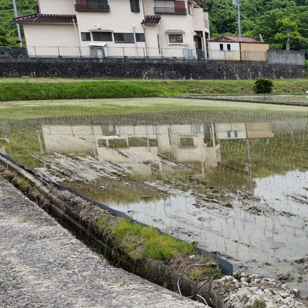 A rice field in Osaka